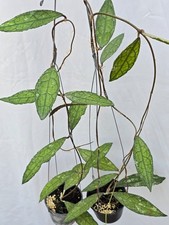 Hoya clemensiorum sp kemiri [2r21a014] 2 macetas, 2 plantas, 20-22 pulgadas ¡¡Raro!!!