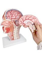 EVOTECH Human 1/2 Head Scientific Display Model Anatomy Removable Parts