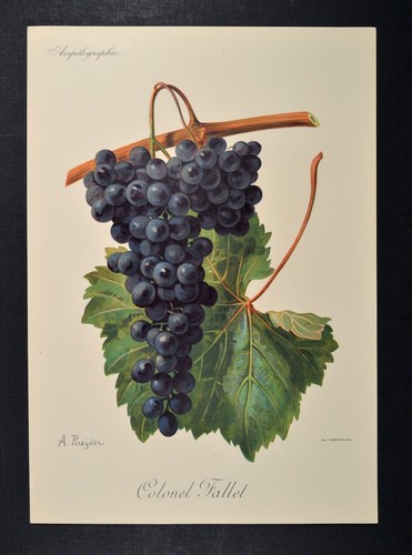 Wein Rebsorte Viala & Vermorel 1901 Wine Vino Vin Viticulture Weinanbau - Picture 2 of 4