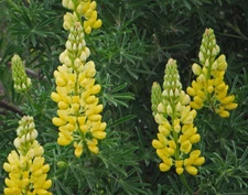 Yellow Lupine Seeds, Lupinus densiflorus aureus, Whitewhorl Lupine, FREE SHIP