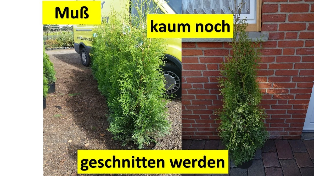 Thuja Occidentalis Smaragd online kaufen | eBay.de