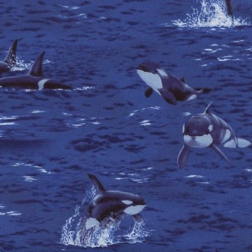 Orcas Killer Whale Sealife Cotton Quilting Sewing Fabric Sea Orca Whales Crafts
