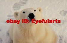 Polar Bears Corel Royalty-Free Stock Photo CD-ROM Disk USB