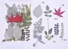 21PCS Real Pressed Dry leaves collection, different leaves as picture FCD502 #3