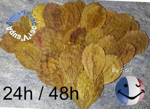 Feuilles de Catappa feuille AAA+ 15-20cm Betta Crevette Discus express 24/48H !