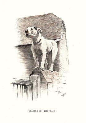 Vintage Bull Terrier Print 1930s Cecil Aldin Bull Terrier Art Illustration 6907a