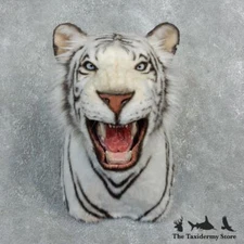 #18302 E | Reproduction White Bengal Tiger Shoulder Taxidermy Head Mount - Li...