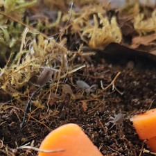 Mystery Mix Isopods - Starter Colony 10 or 20 pods  springtails for bioactives