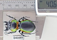 D41685. Insects, Beetles, Carabidae: Mouhotia sp. Laos!!!!!!!!!