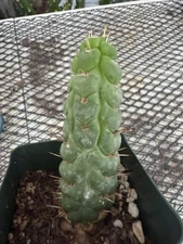 Eulychnia castanea f. varispiralis | Rare Cactus