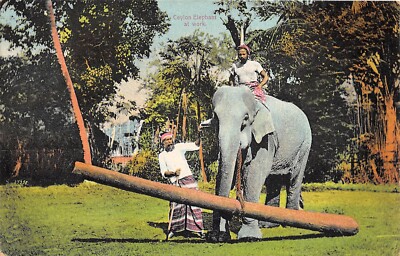 CEYLON c1910 Postcard Ceylon Elephant At Work 
