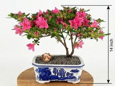 Satsuki Azalea Bonsai Tree Live Plant Pink Flowering Chinzan 15 Yr Old 14 In Pot