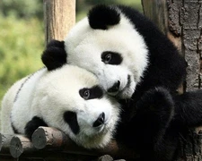 Panda Cubs Or Bears Glossy Photo Print China Poster Nature Wildlife 8x10