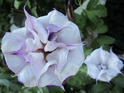 Double Purple Angel Trumpet Datura/ Brugmansia Cousin Fragrant - seeds 15 |  eBay