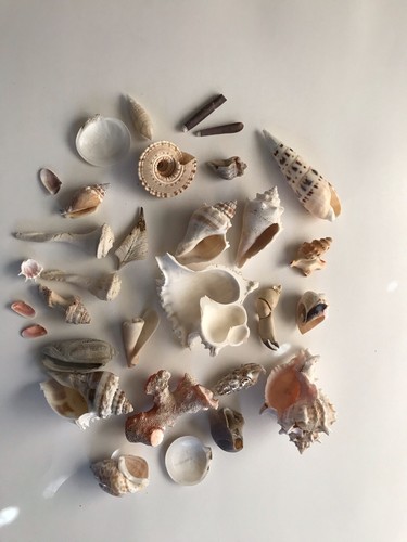 Lot of 32 Mixed Shells Assorted Sizes Colors Shapes Collectible Craft Beach - Picture 2 of 2