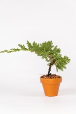 Juniper Nana Mame Bonsai Starter – Small Evergreen – Outdoor – Approx. 15cm