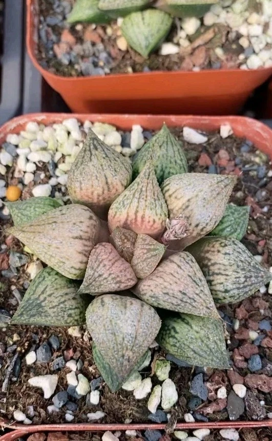 Haworthia Picta Peach display in 7cm Pot nice Succulent plant 31
Opens in a new window or tab