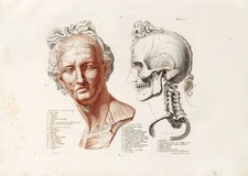 Vintage Anatomie Wandkunst Klassische Medizinische Illustration Mensch