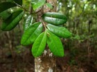 Annona Salzmannii — photo 4