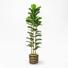 Artificial Fiddle Leaf Fig Tree Indoor with Woven Basket - 5ft Tall Fake Tree...
