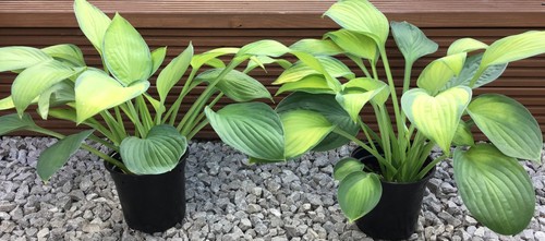 Hosta 'Guacamole' Plantain Lily - Large Hardy Perennial Plant in a 15cm/6in Pot - Picture 9 of 23