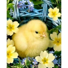 Paint By Numbers Adults kids Yellow Chick Animal DIY Painting Kit 40x50CM Canvas