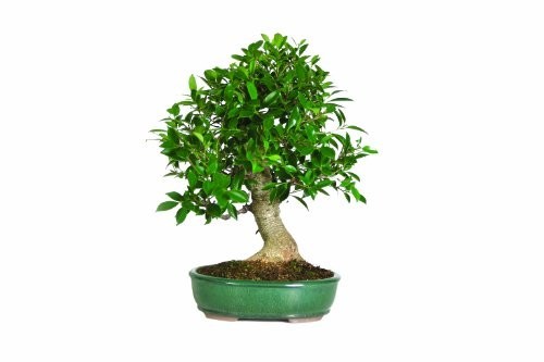Golden gate ficus bonsai poisonous to cats
