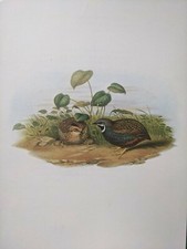 1969 Stampa Di Uccelli - Quaglia Cinese - John Gould