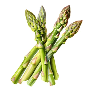 Asparagus Vegetable Self Adhesive Waterproof Sticker