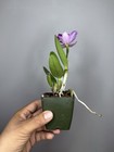 NEW! Unreleased 2027 Cattleya (C. Mem. Jerome Schultz x Slc. Cosmic Future) — photo 5