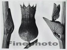 1929 Original KARL BLOSSFELDT Botanical Plant Bud Leaves Abstract Photo Gravure