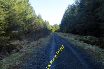 Photo A2 Ballyboley Forest Headwood Even on a bright sunny day like this c2015