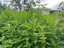 3 Live Stinging Nettle Roots, Medicinal Herb Organically Grown Ready to Plant