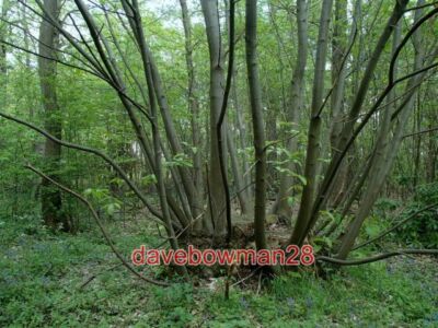 PHOTO  BEECH TREE - COPPICE STUMP WITH MANY STEMS MANY SMALL TRUNKS GROWING FROM