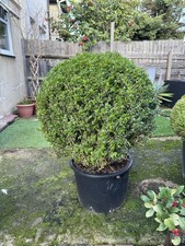 Buxus Ball 70cm Boxwood Topiary
