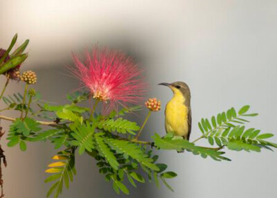Wandbild: Purple Sunbird (Nectarinia Asiatica) auf Barsch (131970701)