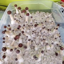 Micelio Liquido, LC Syringe