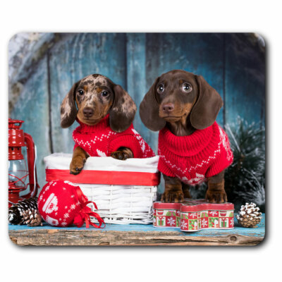 adorable dachshund puppies