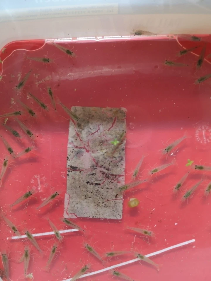 CREVETTE JAPONICA AMANO - CREVETTES MANGEUSES D'ALGUES - Photo 1/1