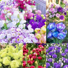 1000 Mixed Lisianthus Seeds for Planting-Lisianthus Thornless Roses Mixed