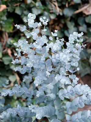 Eucalyptus Gunnii 20 Samen - Apfelweingummibaum / winterharter immergrüner Eukalyptus