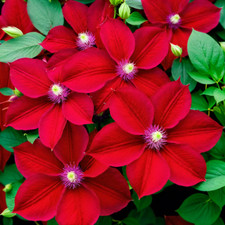 25 Bright Red Clematis Seeds Flower Seed Perennial Flowers Vine US SELLER