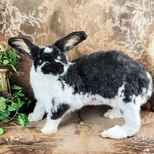 HUGE Domestic Rabbit Standing Mount Disply Taxidermy Oddities Curiosities