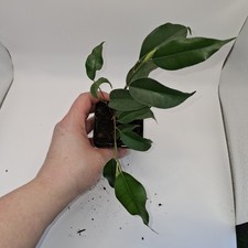 Ficus Benjamina Starter Plant – Live Indoor Tree