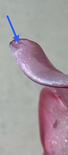Vintage Cranberry & White Opalescent Swirl Jack in the Pulpit Glass Vase Fenton? - Picture 20 of 20