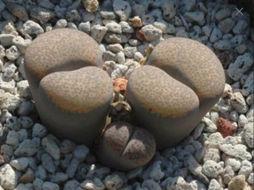 Lithops terricolor C253, rare succulent, living stone, 10 seeds - Picture 2 of 2