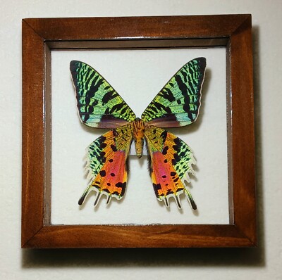 URANIA RIPHEUS SUNSET MOTH VERSO FEMALE DOUBLE GLASS FROM MADAGASCAR.