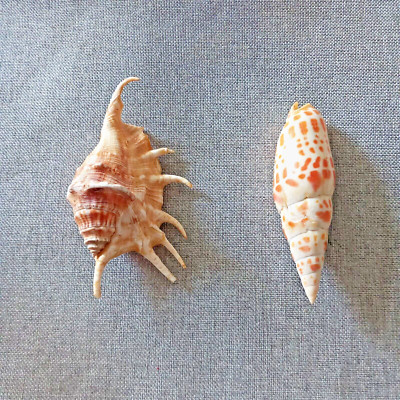 * 2 MUSCHELN * 1 LAMBIS und 1 MITRA *