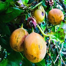 Sweet Granadilla Yellow Passion Fruit Seeds (Passiflora ligularis) Climber Vine