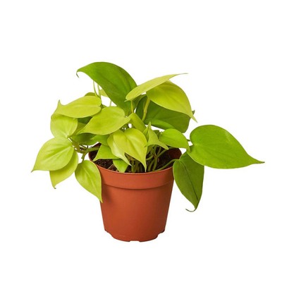 Philodendron 'Neon'-8'' Pot